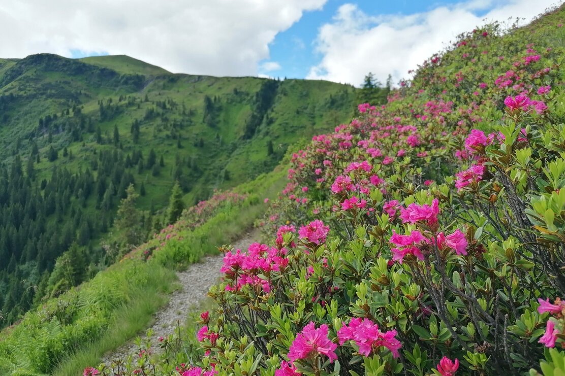 Wildschönau Tourismus Almrosen Rg Joel GeWi.jpg