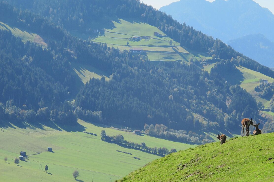 Wildgehege Foisching Sommer(1) | © Wildschönau Tourismus