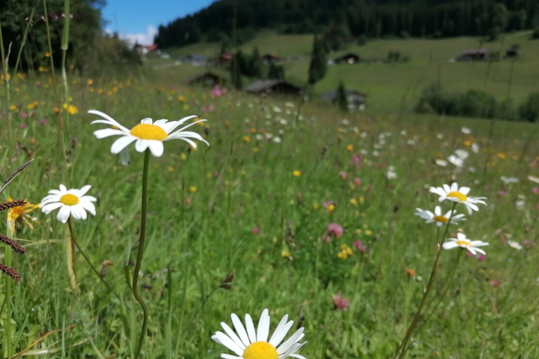 Wildschönau Tourismus Zauberwinkel Margeriten Gewi.jpg