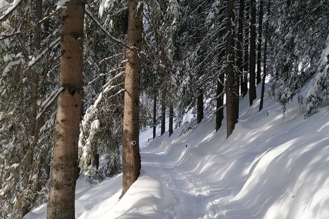 Wildschönau Tourismus Wald Holzalm Gewi.jpg | © GW