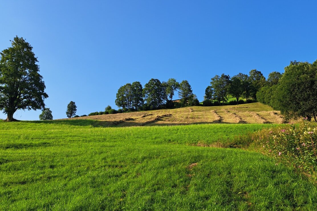 Wildschönau Tourismus Auenweg Blick nach oben.jpg