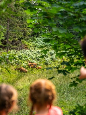 Wildgehege Wildschönau Foisching Wildschönau Tourismus D.Teufl.jpg | © Wildschönau Tourismus