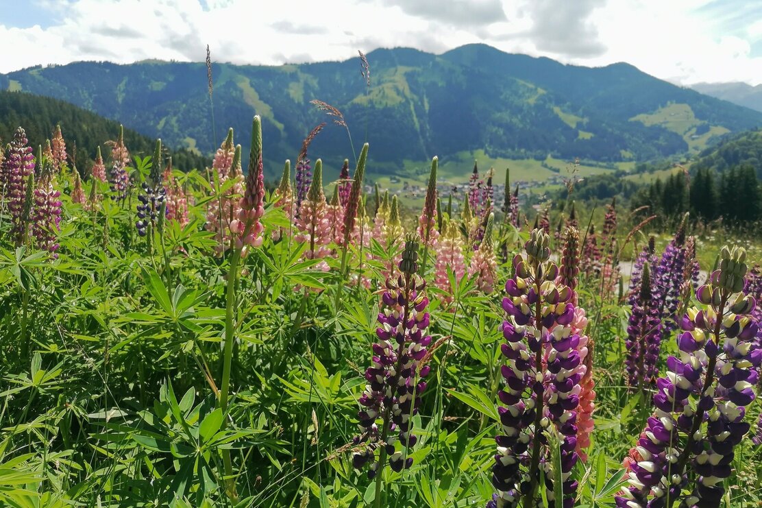 Wildschönau Tourismus Rg Möslalm Lupinen Gewi.jpg | © GW