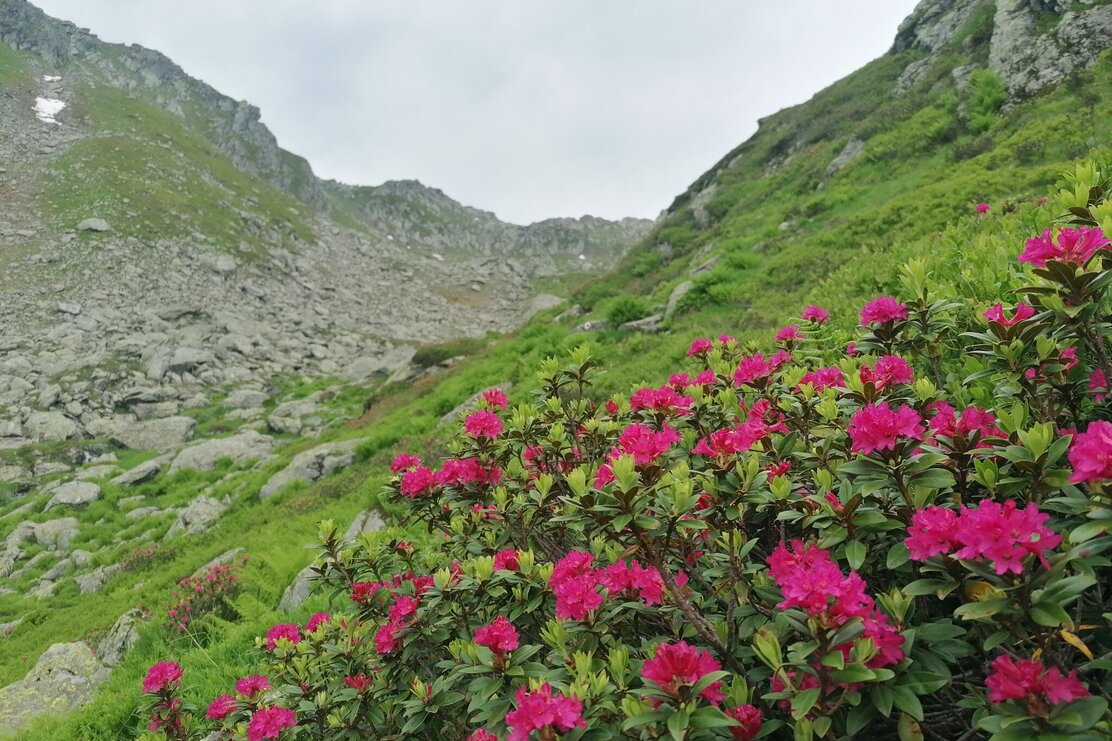 Wildschönau Tourismus Sonnjoch Almrosen Gewi.jpg