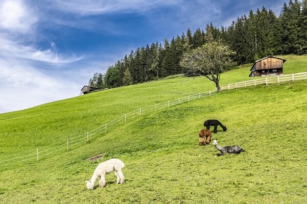 Unsere Alpakas auf der Wiese vor dem Gasthof